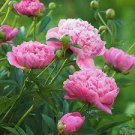 10 Pcs Chinese Rare and Precious Species of Blue Peony Flower Bonsai