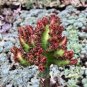 100 Pcs Euphorbia Lactea Seed