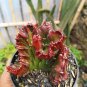 100 Pcs Euphorbia Lactea Seed