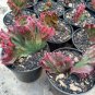 100 Pcs Euphorbia Lactea Seed
