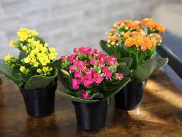 100 Pcs Winter Pot Kalanchoe Bonsai Longevity Flower Potted Plants