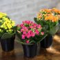 100 Pcs Winter Pot Kalanchoe Bonsai Longevity Flower Potted Plants