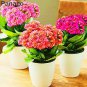 100 Pcs Winter Pot Kalanchoe Bonsai Longevity Flower Potted Plants