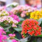 100 Pcs Winter Pot Kalanchoe Bonsai Longevity Flower Potted Plants