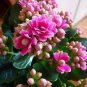 100 Pcs Kalanchoe Bonsai Longevity Flower Potted Plants Planting Seasons Flowering Plants