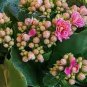 100 Pcs Kalanchoe Bonsai Longevity Flower Potted Plants Planting Seasons Flowering Plants