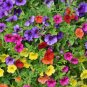 200 Pcs Many Color Hanging Petunia Bonsai