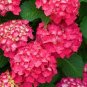 50 Pcs Hydrangea Bonsai Paniculata 'Vanilla Fraise'