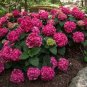 50 Pcs Hydrangea Bonsai Paniculata 'Vanilla Fraise'