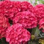 50 Pcs Hydrangea Bonsai Paniculata 'Vanilla Fraise'
