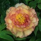 10 Pcs Rare Perennial Peony Flower Tree Plantas