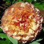 10 Pcs Rare Perennial Peony Flower Tree Plantas