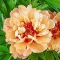 10 Pcs Rare Perennial Peony Flower Tree Plantas