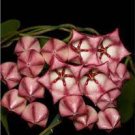 100 Pcs Flower Bonsai Hoya Kerrii Bonsai (December Orchid) Family Bonsai Garden Supplies