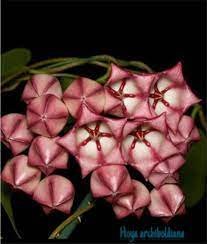 100 Pcs Flower Bonsai Hoya Kerrii Bonsai (December Orchid) Family Bonsai Garden Supplies
