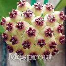 100 Pcs Flower Bonsai Hoya Kerrii Bonsai (December Orchid) Family Bonsai Garden Supplies