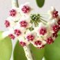 100 Pcs Flower Bonsai Hoya Kerrii Bonsai (December Orchid) Family Bonsai Garden Supplies