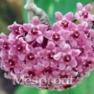 100 Pcs Flower Bonsai Hoya Kerrii Bonsai