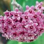 100 Pcs Flower Bonsai Hoya Kerrii Bonsai