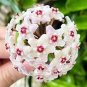 100 Pcs Flower Bonsai Hoya Kerrii Bonsai (December Orchid) Family Bonsai Garden Supplies