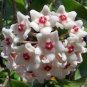 100 Pcs Flower Bonsai Hoya Kerrii Bonsai (December Orchid) Family Bonsai Garden Supplies