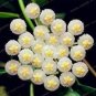 100 Pcs Flower Bonsai Hoya Kerrii Bonsai (December Orchid) Family Bonsai Garden Supplies