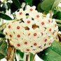 100 Pcs Flower Bonsai Hoya Kerrii Bonsai (December Orchid) Family Bonsai Garden Supplies