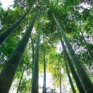 50 Pcs Easy Grow Fresh Giant Moso Bamboo bonsais for DIY Home Garden Plant Best Organic 50 Pcs Easy Grow Fresh Giant Moso Bamboo bonsais for DIY Home Garden Plant Best Organic