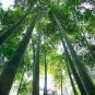 50 Pcs Easy Grow Fresh Giant Moso Bamboo bonsais for DIY Home Garden Plant Best Organic