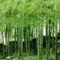 50 Pcs Easy Grow Fresh Giant Moso Bamboo bonsais for DIY Home Garden Plant Best Organic