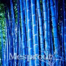 20 Pcs Bonsai Bamboo Rare Giant Blue moso Bamboo Bambu Plants