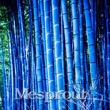 20 Pcs Bonsai Bamboo Rare Giant Blue moso Bamboo Bambu Plants