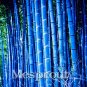 20 Pcs Bonsai Bamboo Rare Giant Blue moso Bamboo Bambu Plants