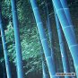 20 Pcs Bonsai Bamboo Rare Giant Blue moso Bamboo Bambu Plants
