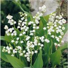 100 Pcs Lily of The Valley Flower Bonsai 100 Pcs Lily of The Valley Flower Bonsai