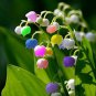 100 Pcs Lily of The Valley Flower Bonsai