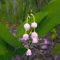 100 Pcs Lily of The Valley Flower Bonsai