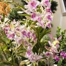 100 Pcs Dendrobium Orchid Flower Garden,Rare Veautiful,Easy to Grow