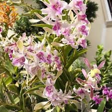 100 Pcs Dendrobium Orchid Flower Garden,Rare Veautiful,Easy to Grow