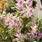 100 Pcs Dendrobium Orchid Flower Garden,Rare Veautiful,Easy to Grow