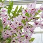100 Pcs Dendrobium Orchid Flower Garden,Rare Veautiful,Easy to Grow