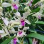 100 Pcs Dendrobium Orchid Flower Garden,Rare Veautiful,Easy to Grow