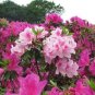 100 Pcs Bonsai Rhododendron Flower Easy to Grow Azalea Bonsai Family & Garden Flower Rare Plant
