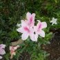100 Pcs Bonsai Rhododendron Flower Easy to Grow Azalea Bonsai Family & Garden Flower Rare Plant