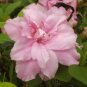 100 Pcs Bonsai Rhododendron Flower Easy to Grow Azalea Bonsai Family & Garden Flower Rare Plant