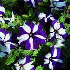 100 Pcs Funny Climbing Plants for Home Garden Planting Planting Petunia Plant