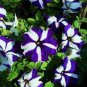 100 Pcs Funny Climbing Plants for Home Garden Planting Planting Petunia Plant