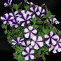 100 Pcs Funny Climbing Plants for Home Garden Planting Planting Petunia Plant