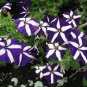 100 Pcs Funny Climbing Plants for Home Garden Planting Planting Petunia Plant