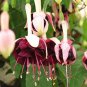 100 Pcs Purple Double Petals Fuchsia Bonsai Potted Flower Bonsai